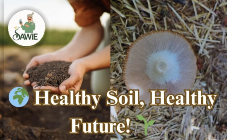 World Soil Day 2024: Celebrating the Foundation of Life